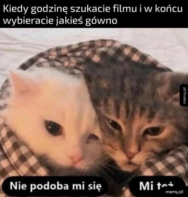 Dwa koty owinięte w koc oglądają film i wyglądają na niezadowolone.