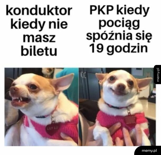 Mem z psem chihuahua pokazującym zęby i uśmiechniętym w zestawieniu z tekstami o PKP i konduktorze.