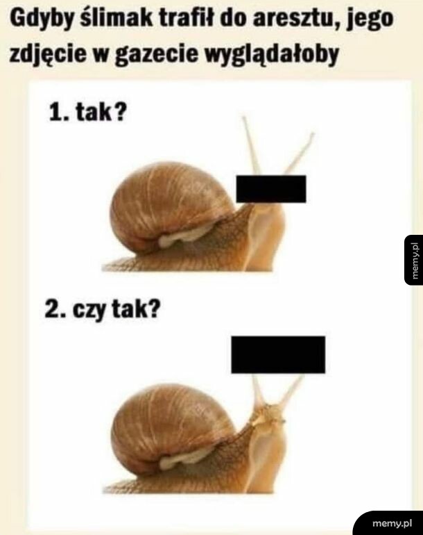 Mątwa lub ślimak z cenzurą na oczach w dwóch wariantach.