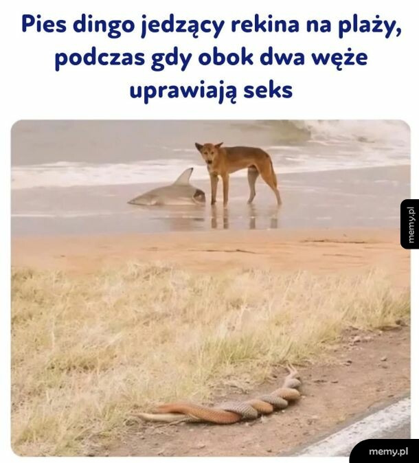 Pies dingo na plaży obok rekina oraz dwa węże na pierwszym planie.