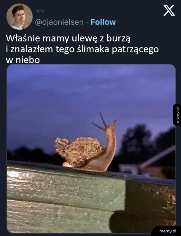 Ślimak siedzący na poręczy i patrzący w niebo podczas burzy