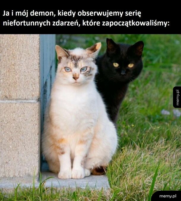 Dwa koty, jasny siedzący z przodu i czarny wyglądający zza niego na trawie.