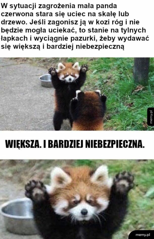 Meme przedstawiający czerwoną pandę stojącą na tylnych łapach z uniesionymi łapkami.