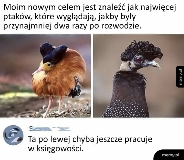 Dwa ptaki o specyficznie ułożonych piórach przypominających potargane fryzury.