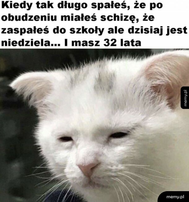 Smutny, zdezorientowany biały kot z przymkniętymi oczami.