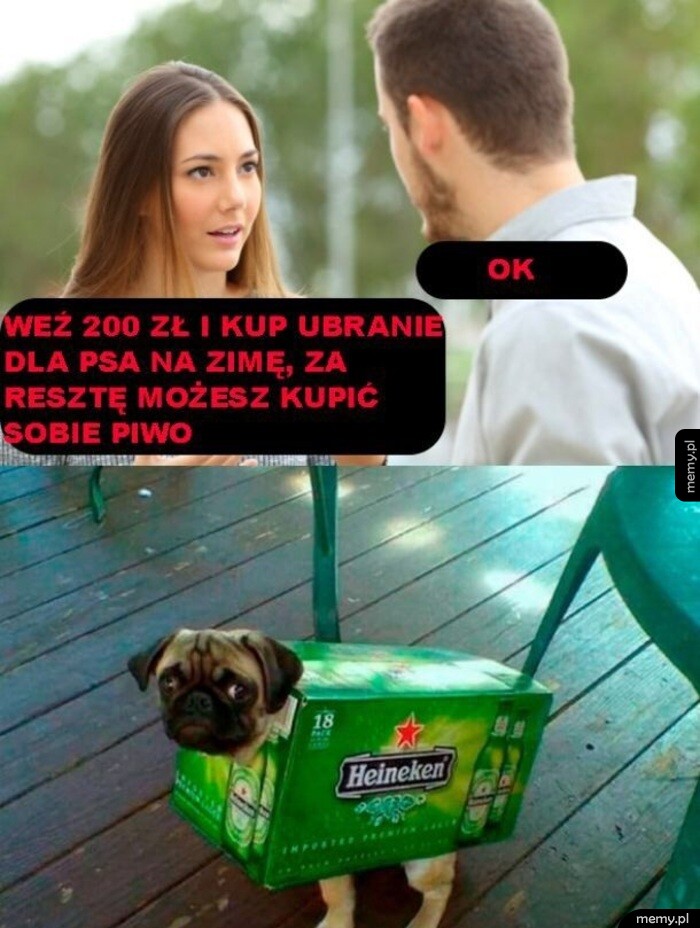 Mops ubranego w karton po piwie Heineken