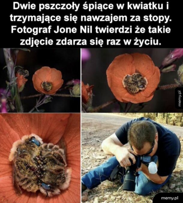 Dwie pszczoły śpiące w kwiatku i trzymające się za stopy