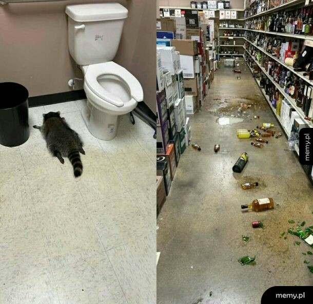 Szop pracz leżący na podłodze obok toalety i zniszczona aleja sklepu z alkoholem.
