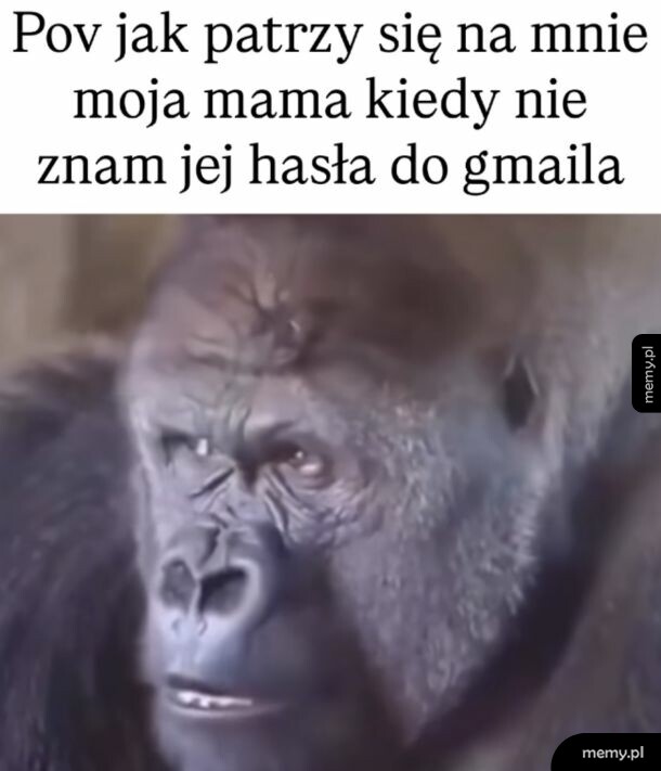 Zdjęcie goryla z podejrzliwą miną.