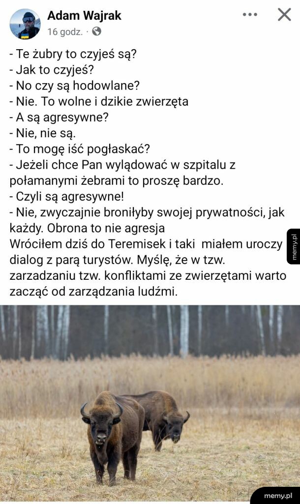 Zrzut ekranu postu Adama Wajraka z dialogiem o żubrach i dwoma żubrami w tle.