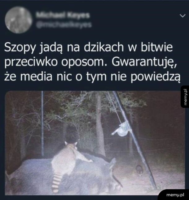 Szop pracz siedzący na grzbiecie dzika w nocy