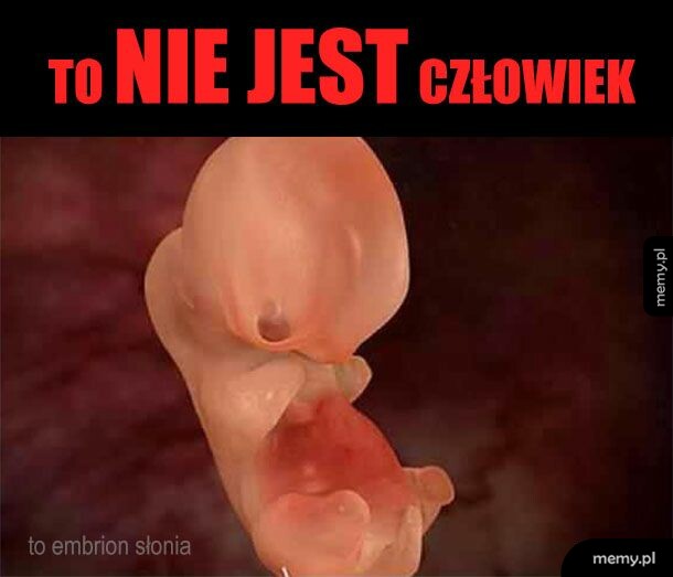 Zdjęcie embrionu na czarnym tle z napisem u góry.