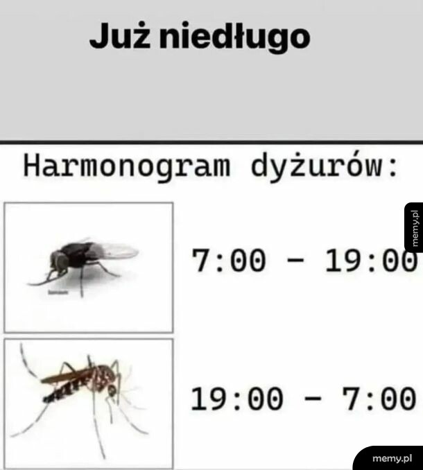 Insekty