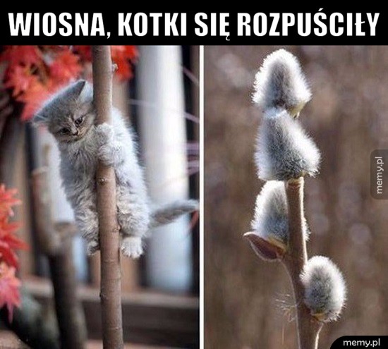 Wiosna