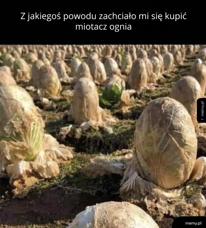 Pole pełne kapust pekińskich w foliach przypominających kokony obcych