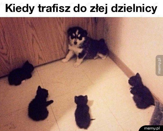 Zła dzielnica