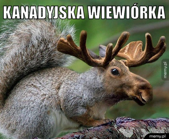 Wiewiórka