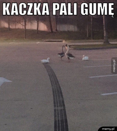 Kaczka pali gumę