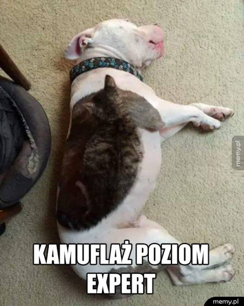 Kamuflaż