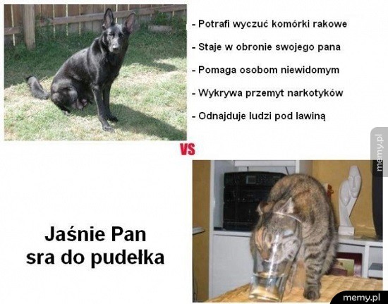Psy vs koty