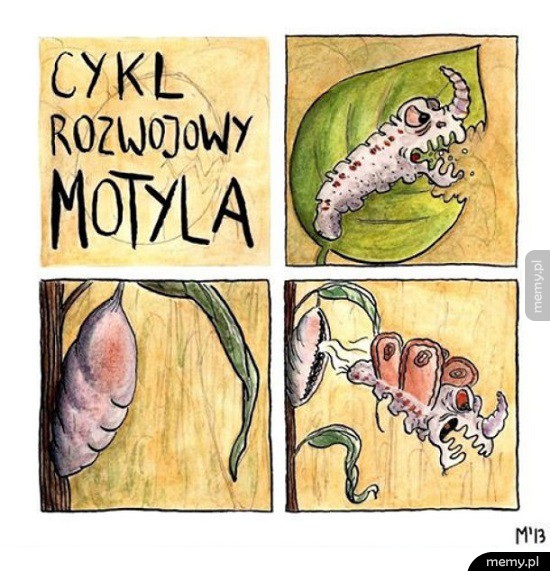 Motyl