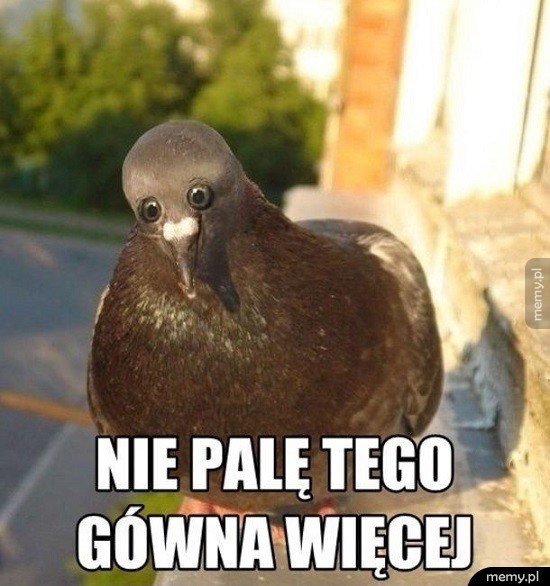 Gołomp