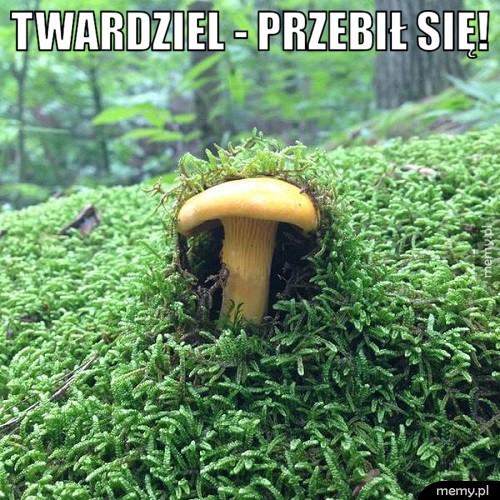 Twardziel - przebił się! 