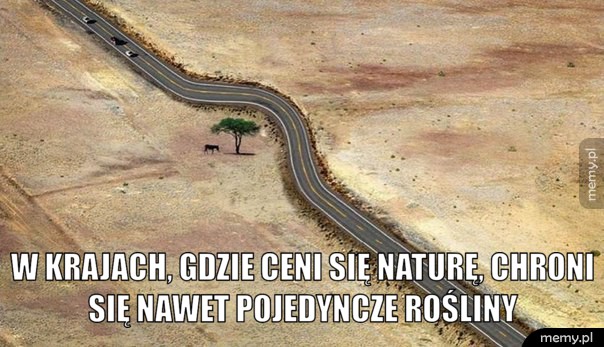                  Zieleń