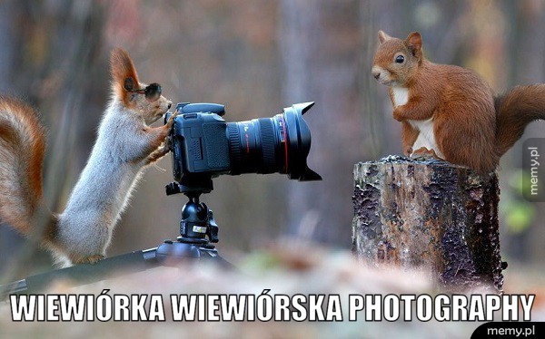 Wiewiórka