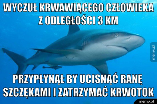Dobry ziomek rekin