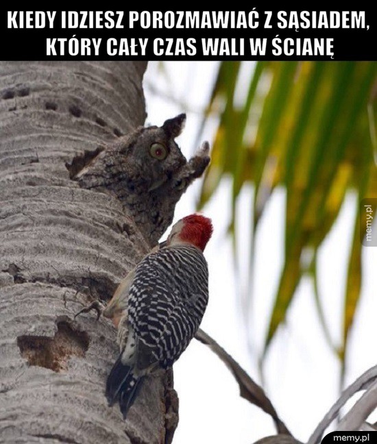 Każdy ma takiego sąsiada