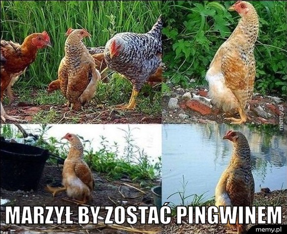 Pingwinek z wyboru
