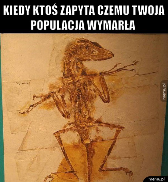 Kurde, nie wiem