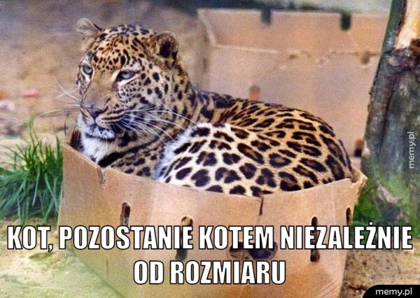  Kot, pozostanie kotem.