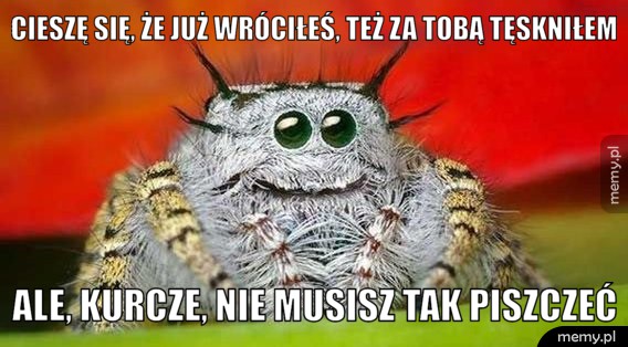 Zawiedziony pająk