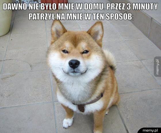 Pieseł kmini 
