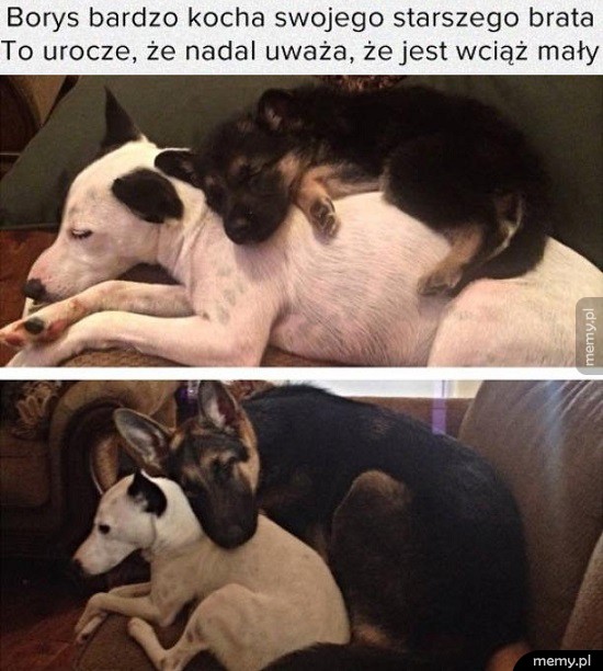 Borys
