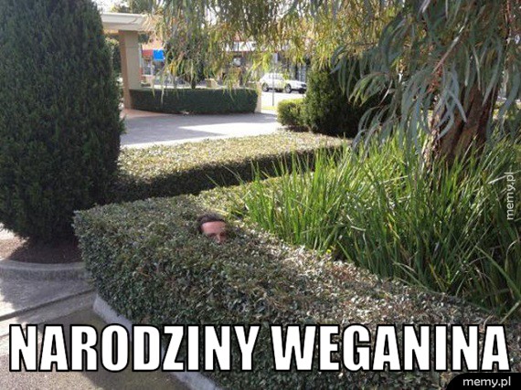 Narodziny weganina