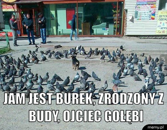 Burek władca gołębi