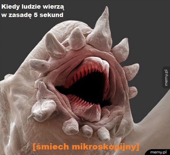 Zasada 5 sekund