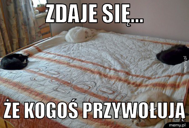 Zdaje się...