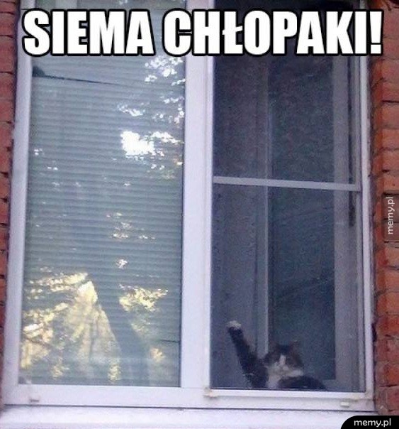 Siema!