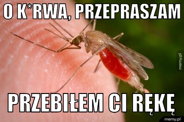 Pan komar