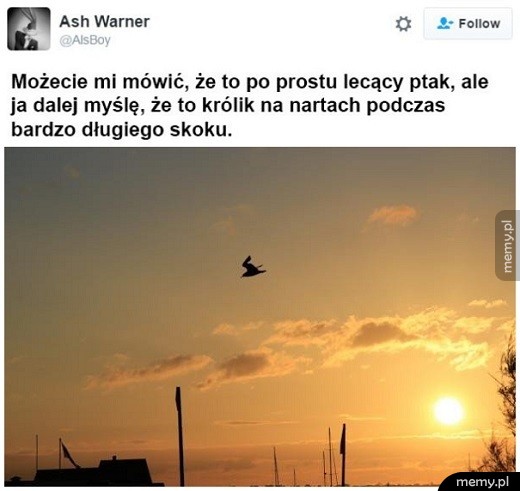 Królik