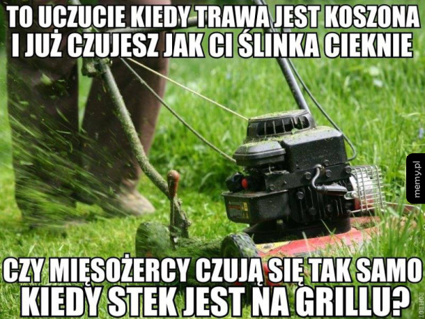 Trawa