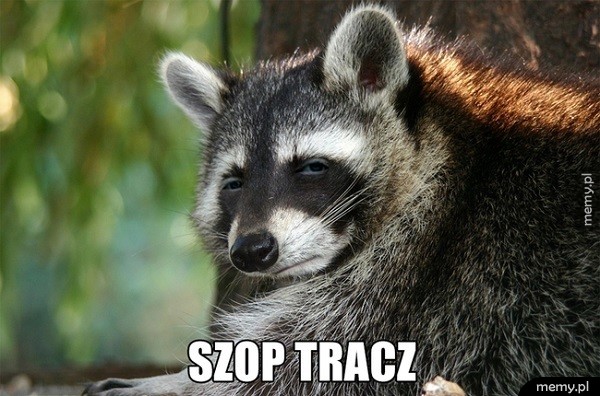Szop Tracz