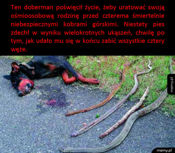 Przyjaciel człowieka