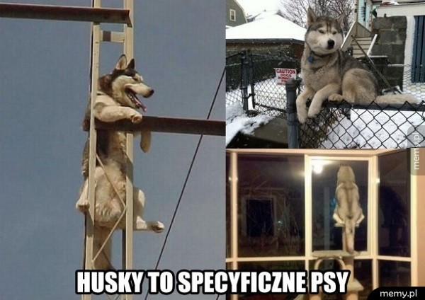 Husky