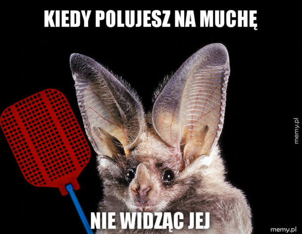 Radar słuchowy