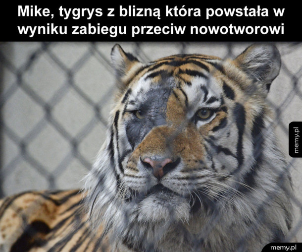 Tygrys z blizną